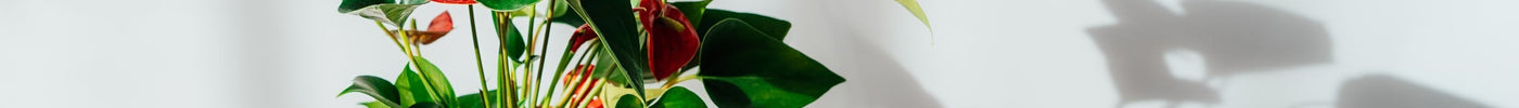 Anthurium Verzorging