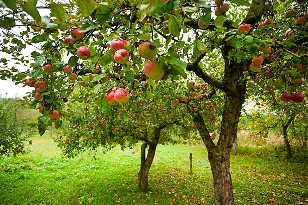 Appelboom Snoeien