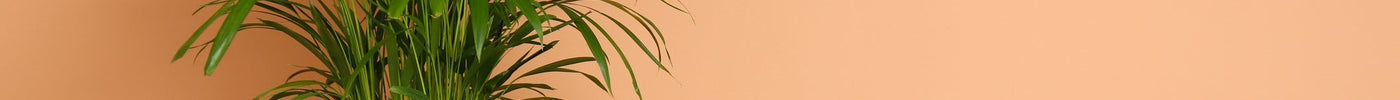 Areca Palm Verzorging