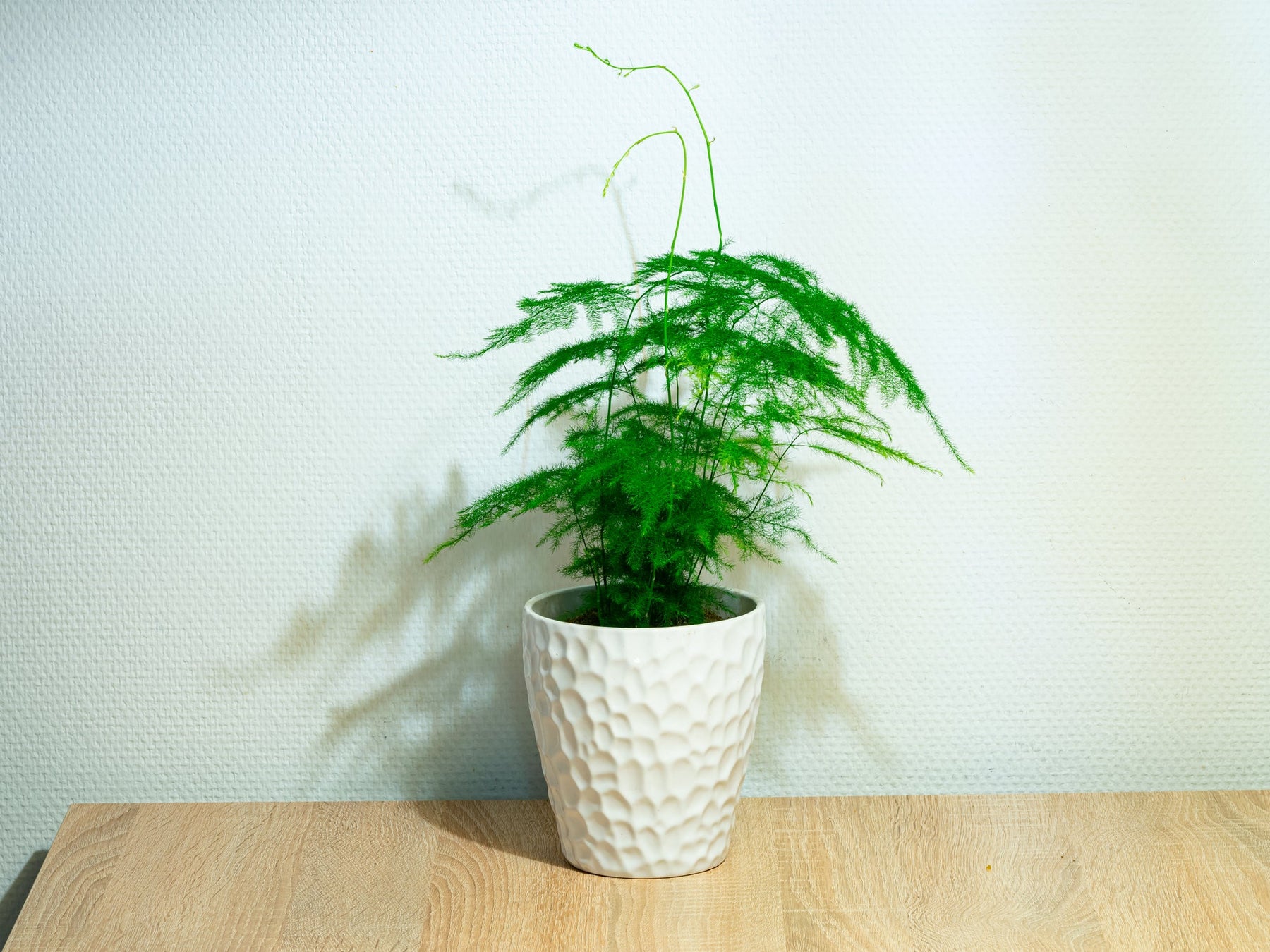 Asparagus plant Verzorging
