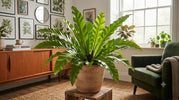Asplenium (Nestvaren) Verzorging