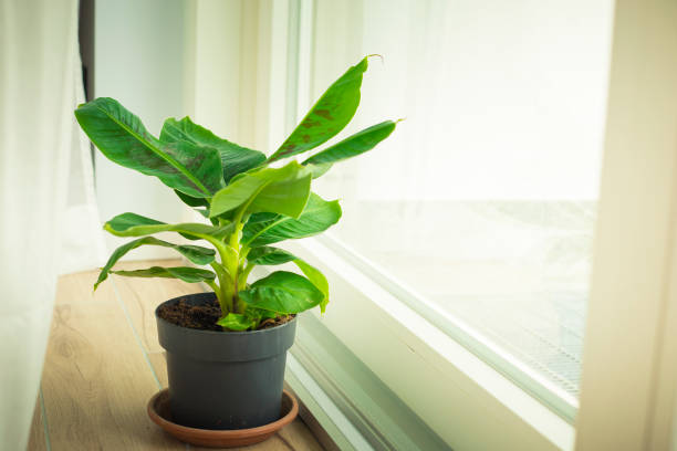 Bananenplant Stekken