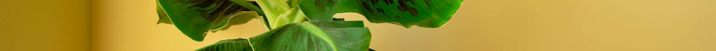 Bananenplant verzorging