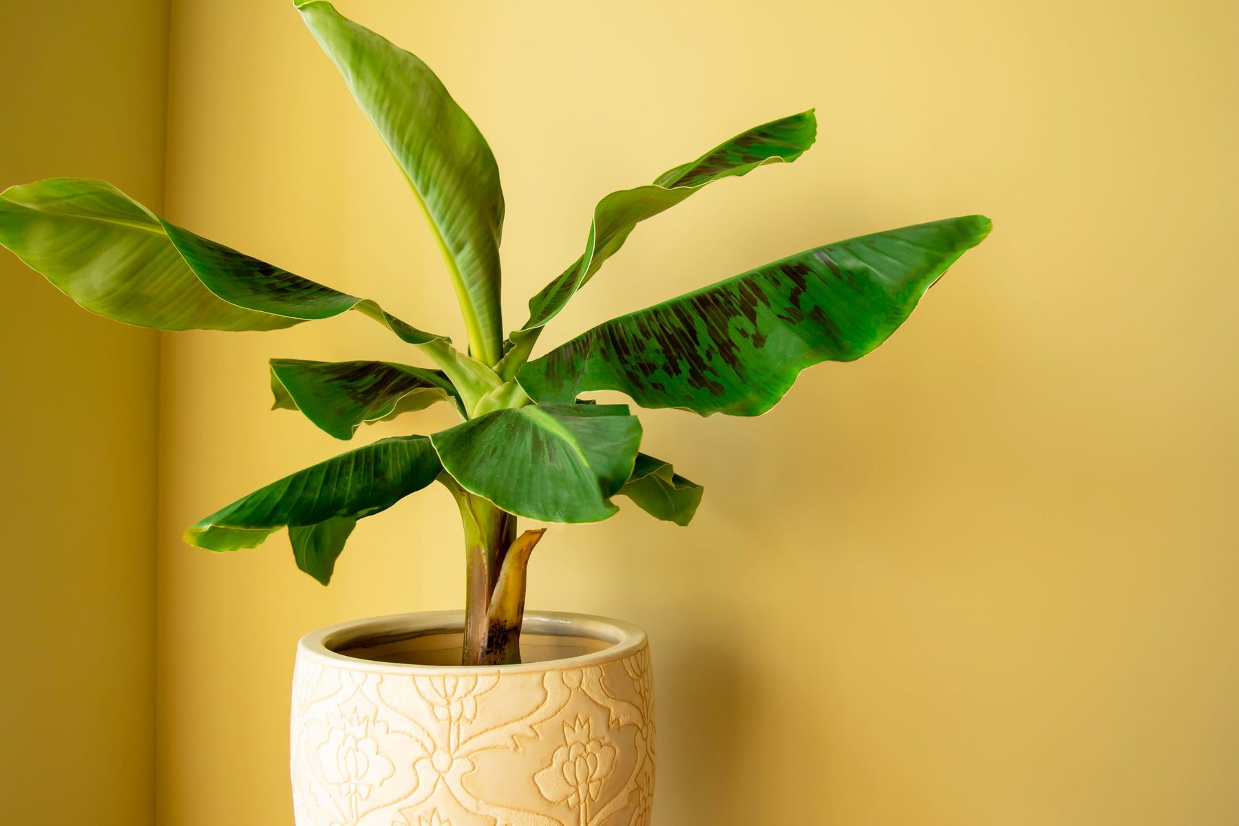 Bananenplant verzorging