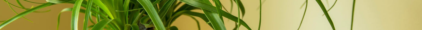 Beaucarnea (Olifantspoot) Verzorging