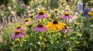 Bijenplanten Top 10