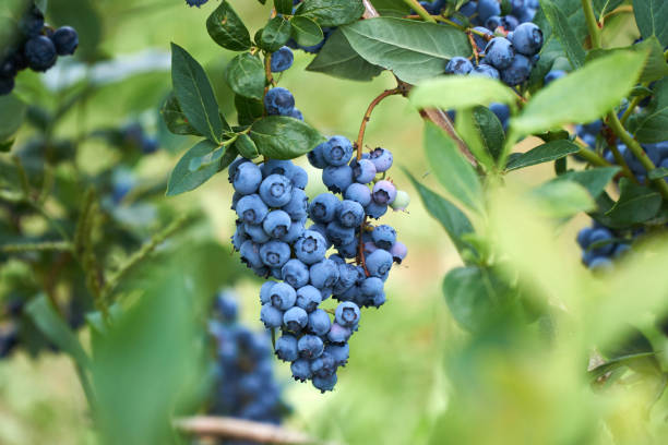 Blauwe Bes Snoeien