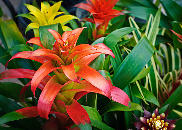 Bromelia Stekken
