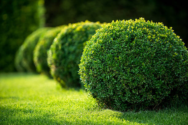 Buxus Snoeien
