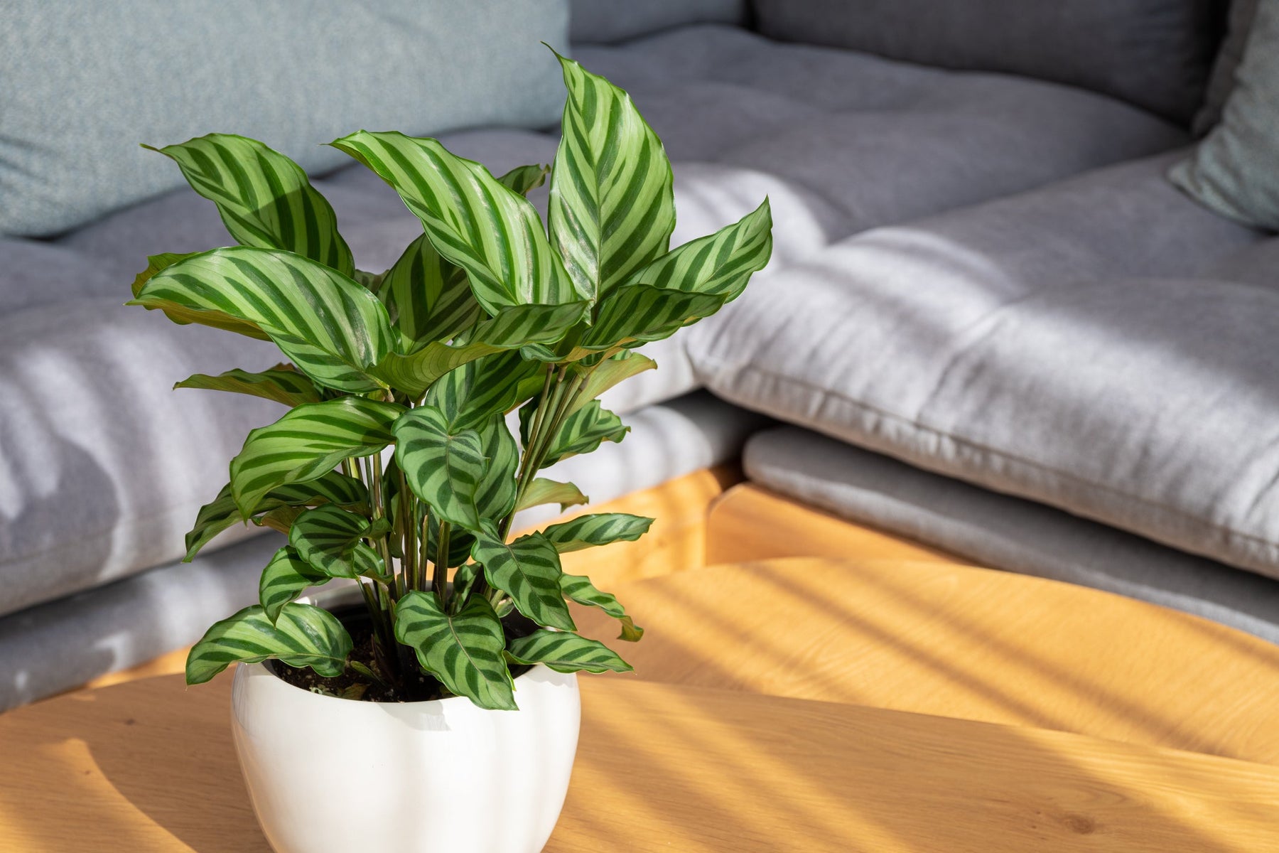 Calathea Verzorging