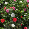 Camelia Verzorging