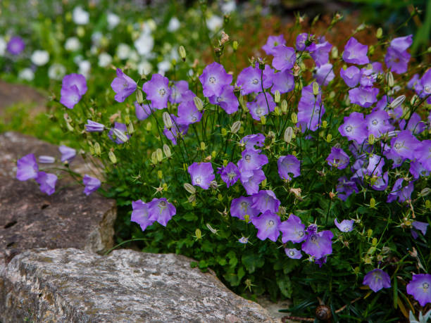 Campanula Snoeien