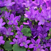 Campanula Verzorging
