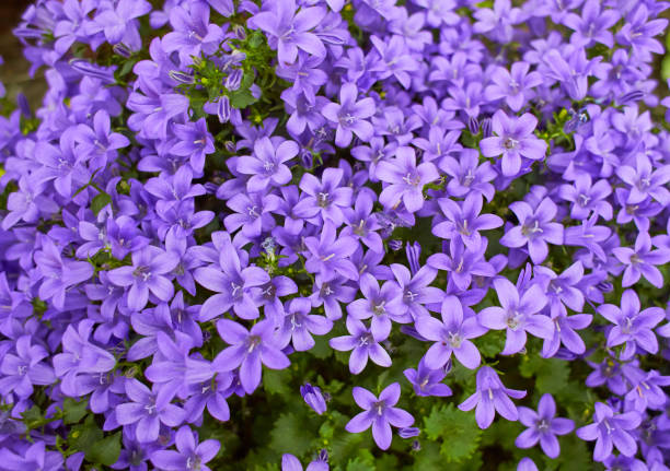 Campanula Verzorging