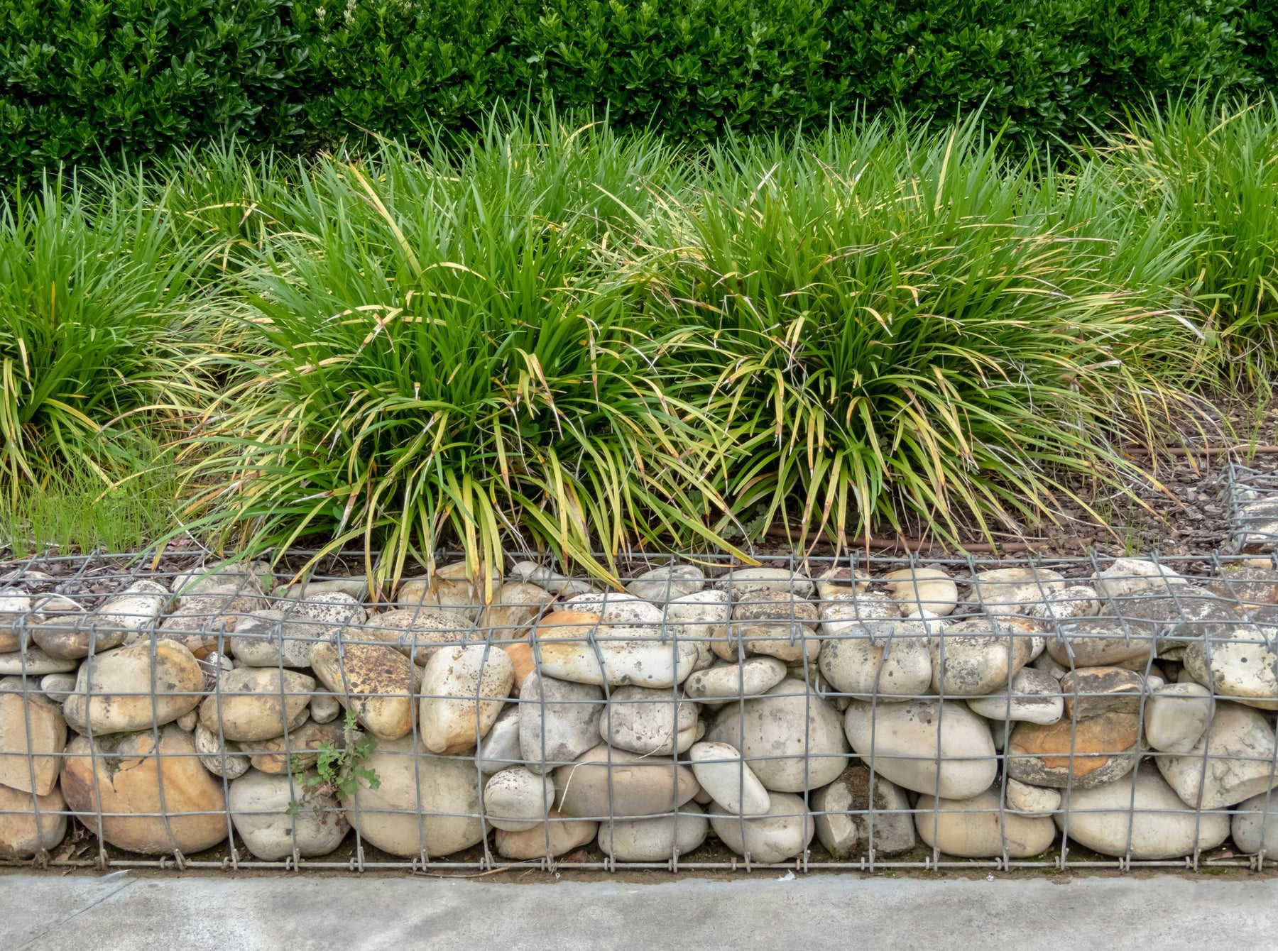 Carex (Zegge) Verzorging
