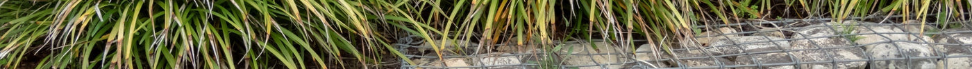 Carex Snoeien