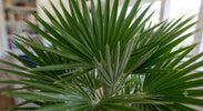 Chamaerops Humilis (Dwergpalm) Verzorging