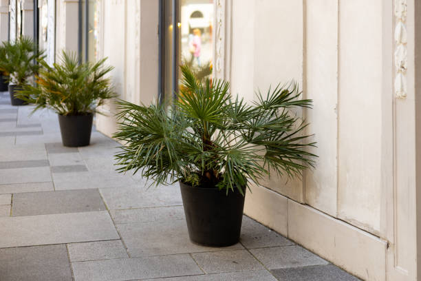 Chamaerops Humilis (Dwergpalm) Verzorging