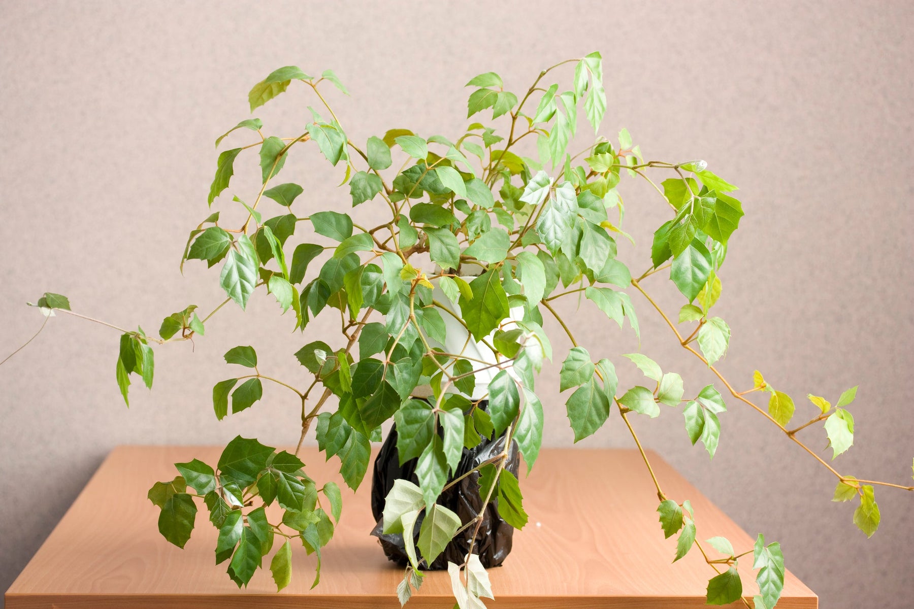 Cissus Verzorging