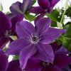 Clematis Verzorging