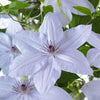 Clematis Stekken