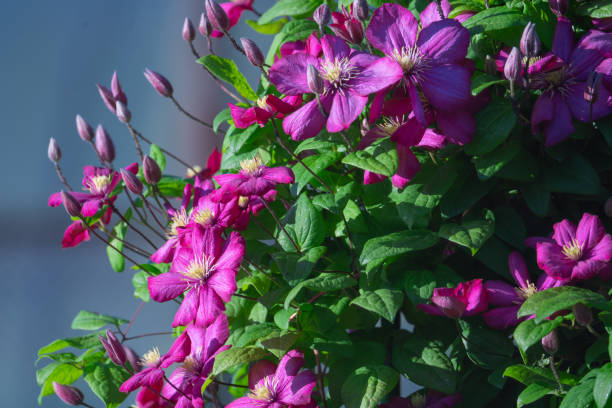 Planttijd Clematis