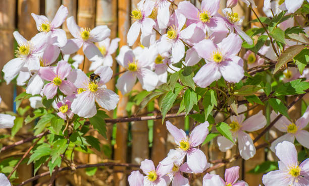 Clematis Stekken