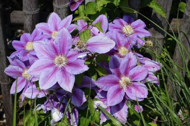 Clematis Snoeien
