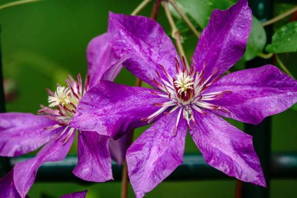 Clematis Verzorging