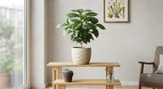 Coffea Arabica Verzorging