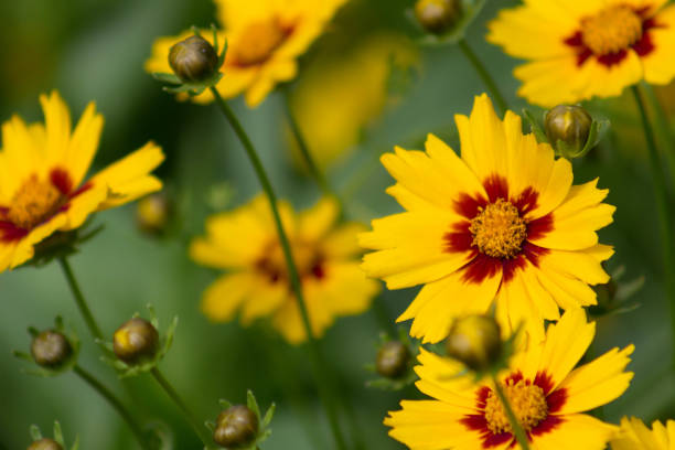 Coreopsis Verzorging