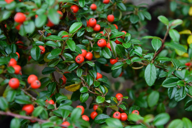 Cotoneaster Snoeien