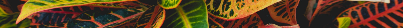Croton (Codiaeum) Verzorging
