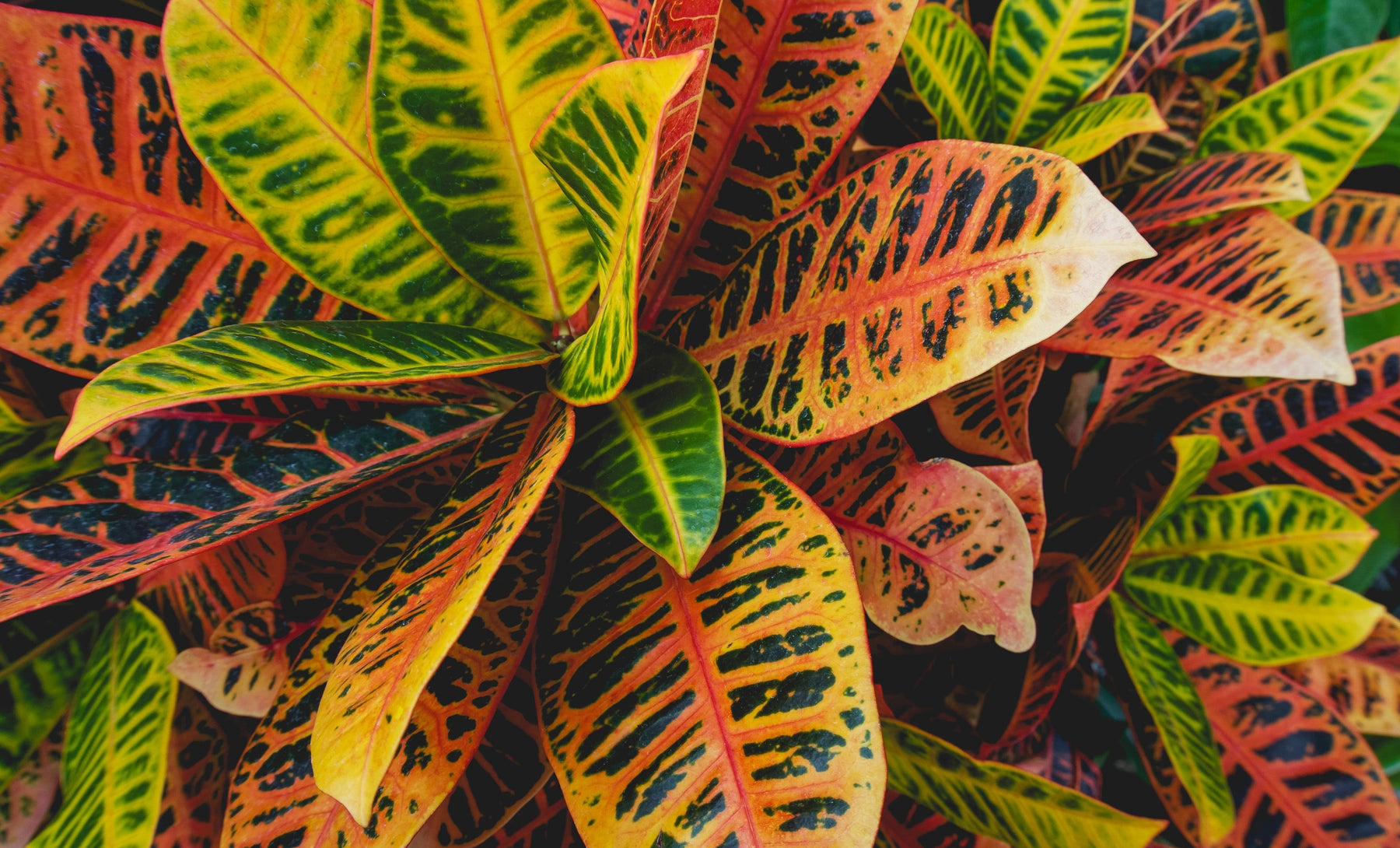 Croton (Codiaeum) Verzorging