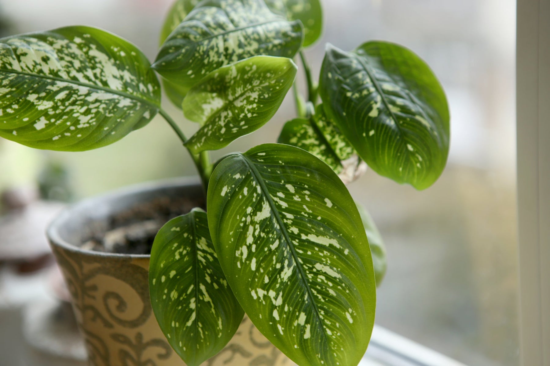 Dieffenbachia Stekken