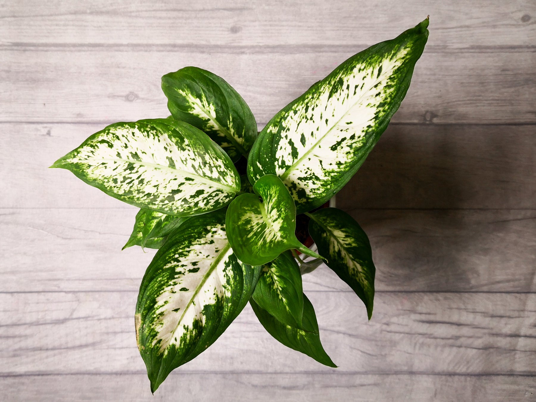 Dieffenbachia Verzorging