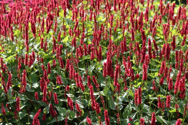 Duizendknoop (Persicaria) Snoeien