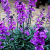 Erysimum Snoeien