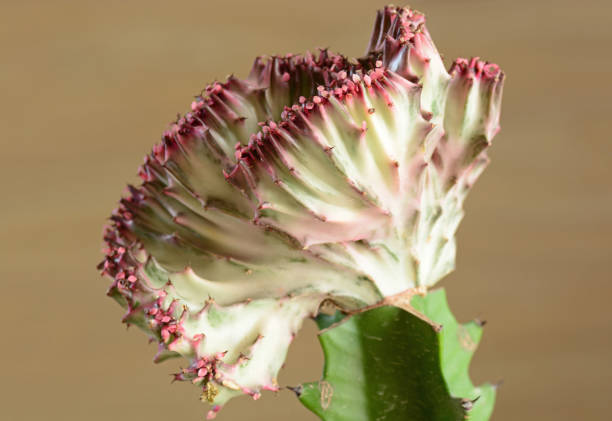 Euphorbia Stekken