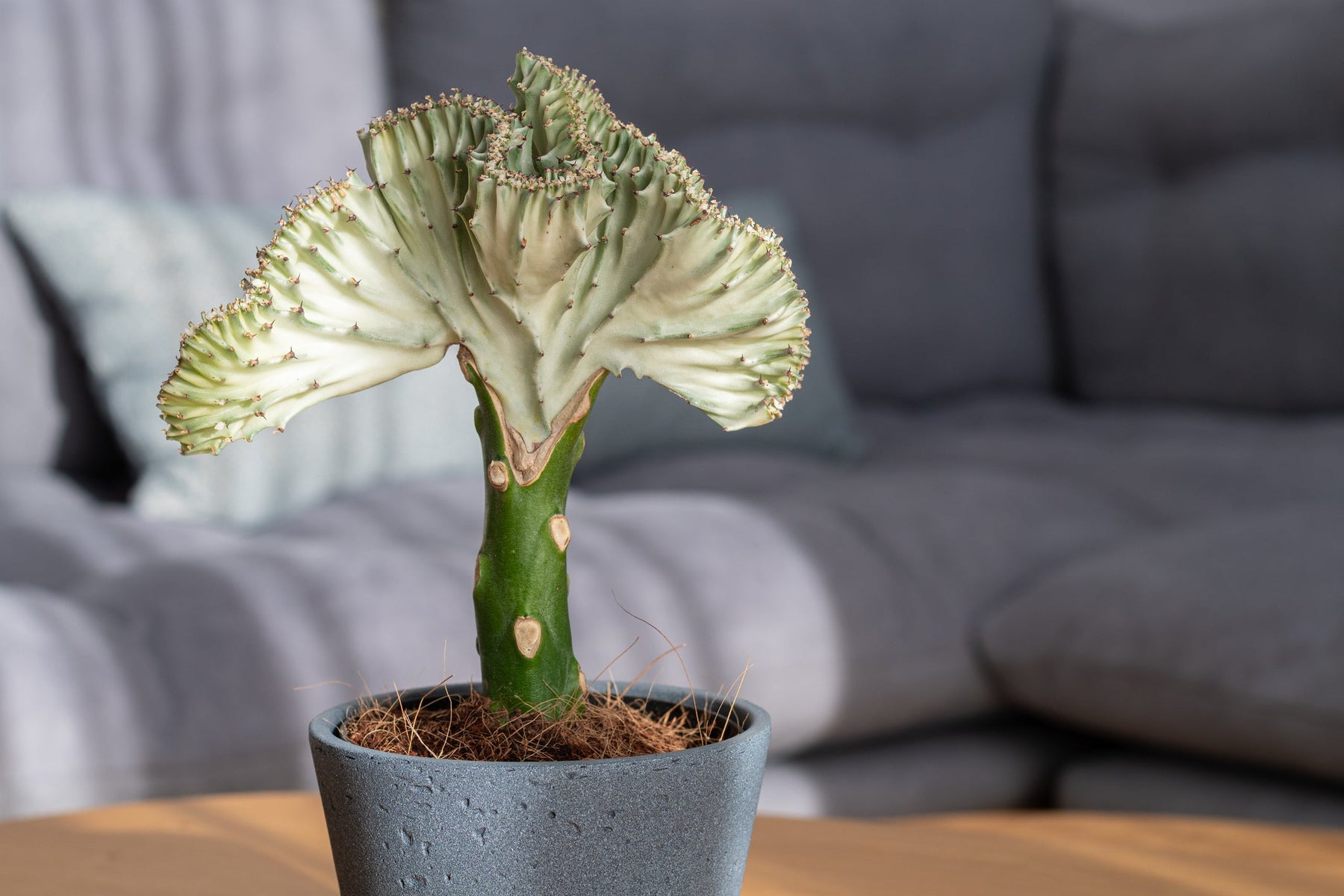Euphorbia Verzorging