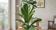 Ficus Stekken