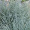 Blauw Schapengras (Festuca Glauca) Snoeien