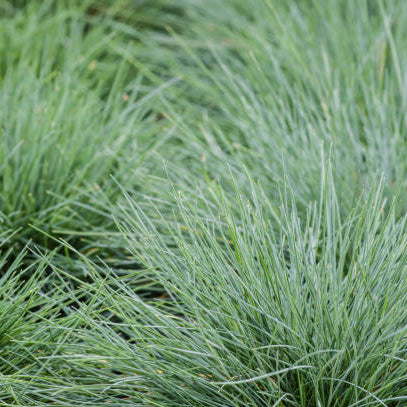 Blauw Schapengras (Festuca Glauca) Snoeien