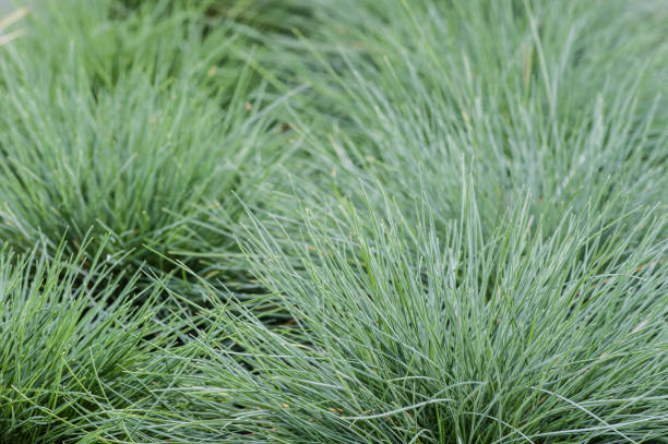 Blauw Schapengras (Festuca Glauca) Snoeien