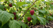 Frambozenplant Verzorging