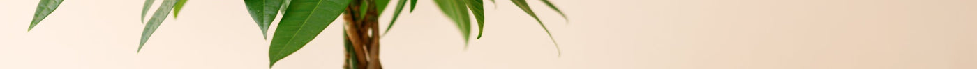 Geldboom (Pachira Aquatica) Stekken
