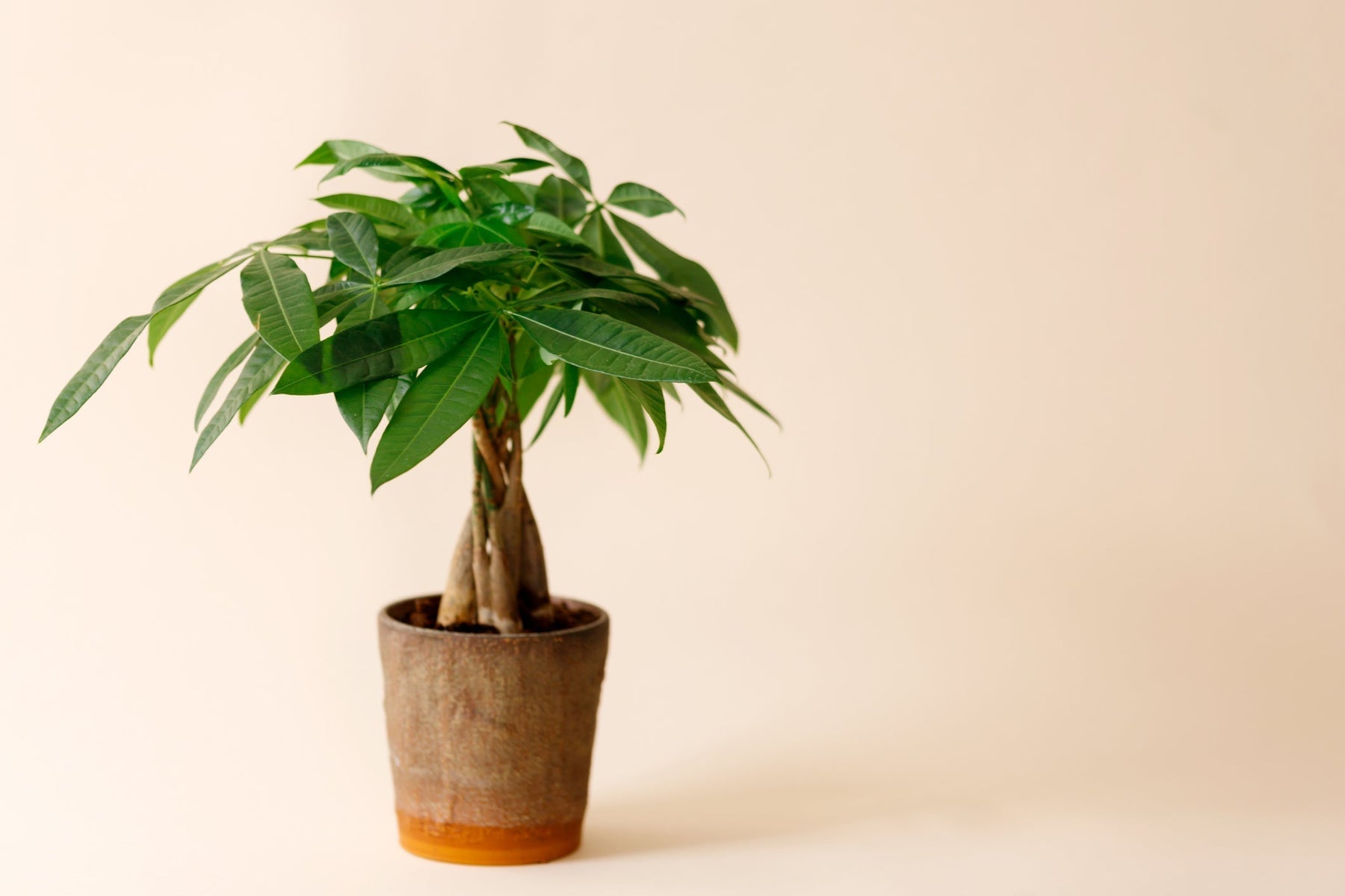 Geldboom (Pachira Aquatica) Snoeien