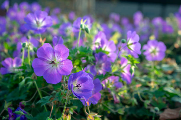 Geraniums Verzorgen Buiten
