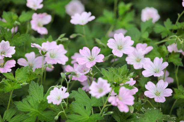 Geranium (Ooievaarsbek) Snoeien