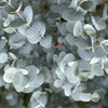 Eucalyptus Snoeien